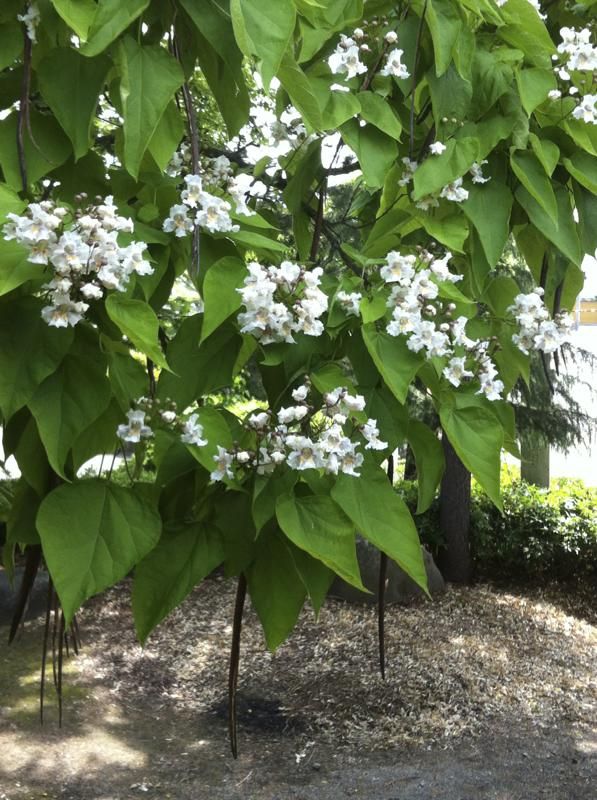 6 月 の 木 の 花