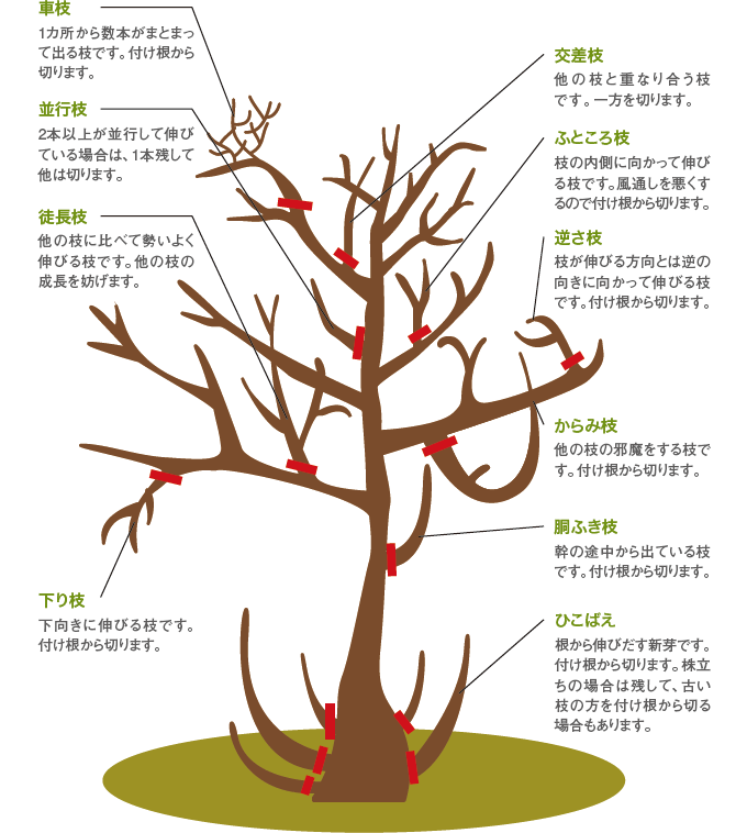 レモン の 木 の 剪定 の 仕方