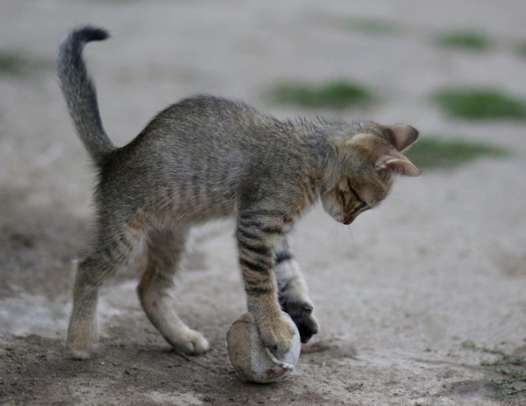 猫 餌 の 周り を ひっかく